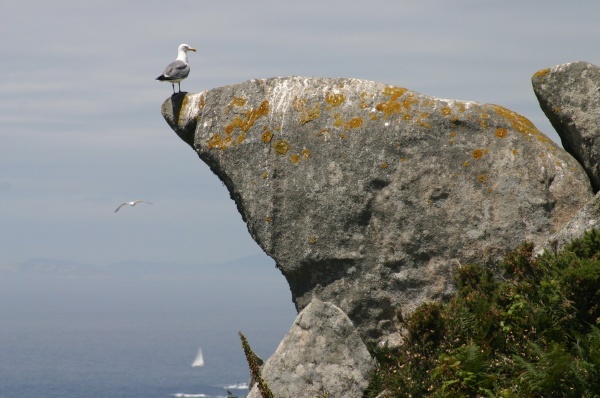 Gulls in Islas Cies
