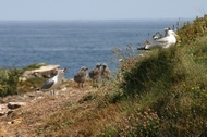 Seagulls in Foz