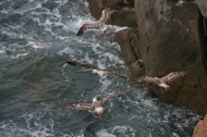 Gulls at Estaca de Bares