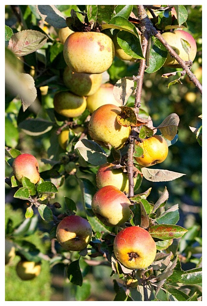 Manzanas Gallegas