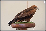 Aguila Ratonera