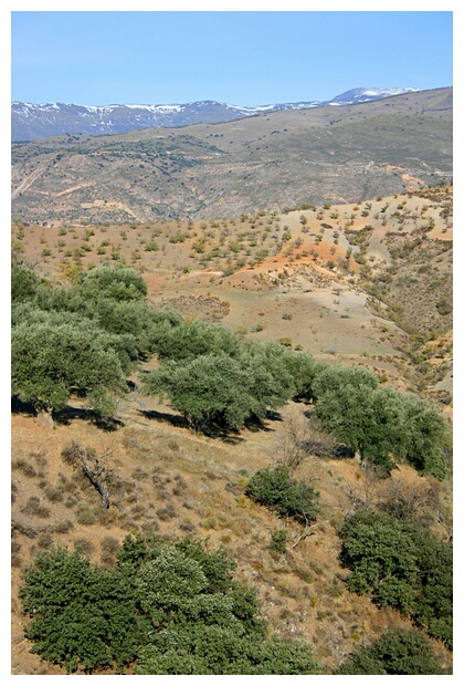 Olivos Alpujarreos