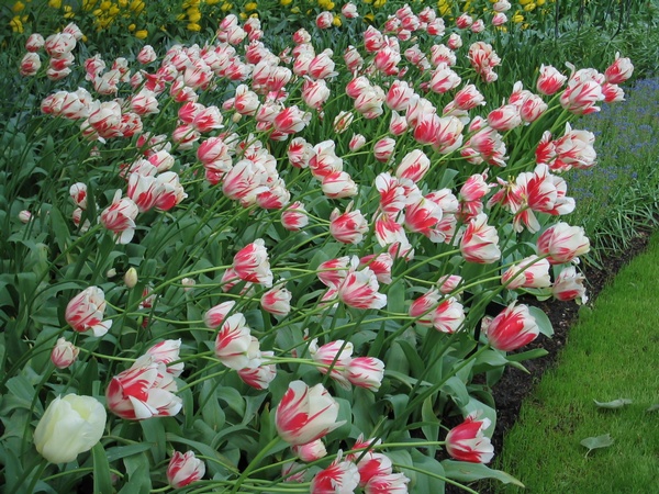 Multicoloured Tulips