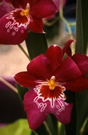 Hybrids Orchids