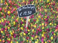 Tulips for Sell
