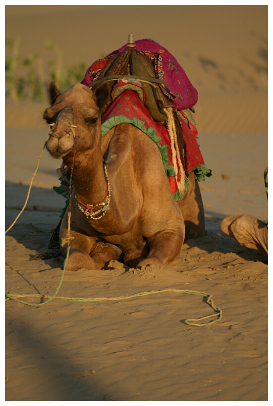 Camel