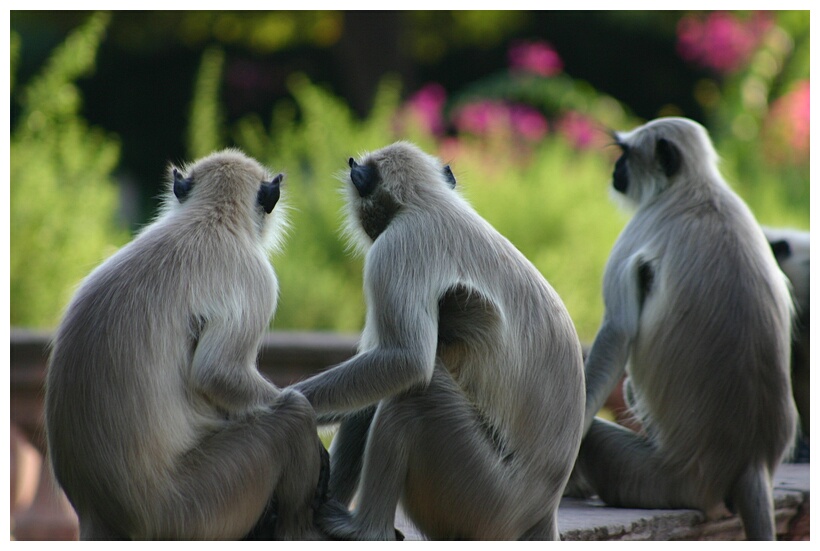 Monkeys (Jodhpur)