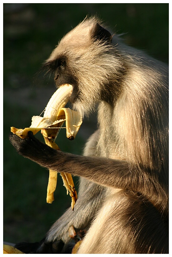 Monkey eating