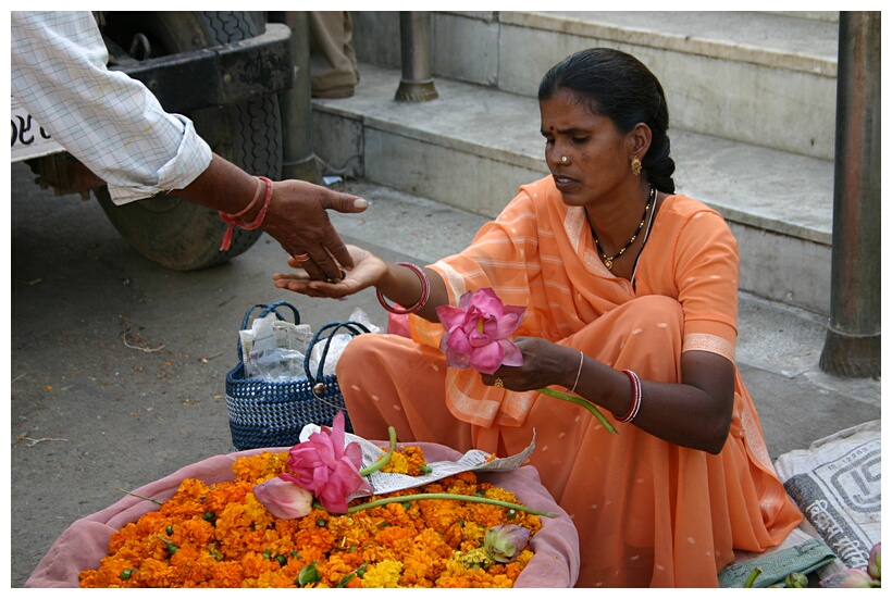 Calendulas seller