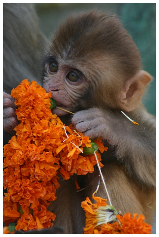 Monkey at Swayambhunath