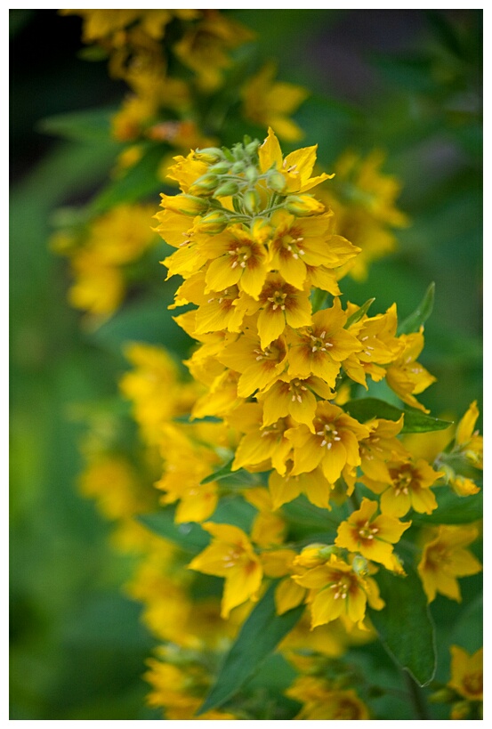 Dotted Loosestrife 