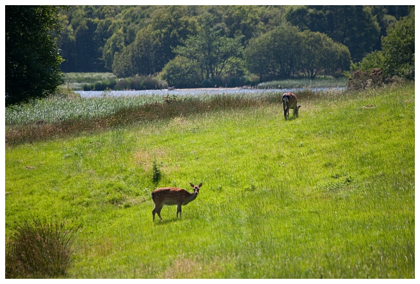Wicklow Mountains Deers