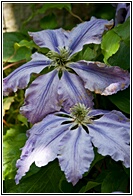 Clematis The President 