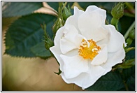 Burnet Rose