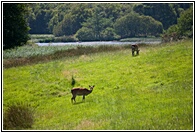 Wicklow Mountains Deers