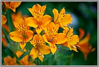 Orange Lily Flowers