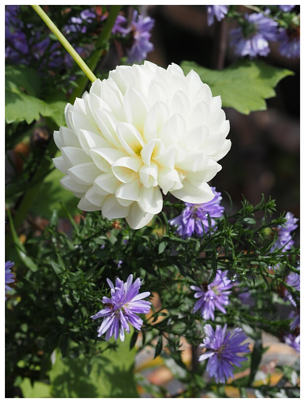 Chrysanthemum