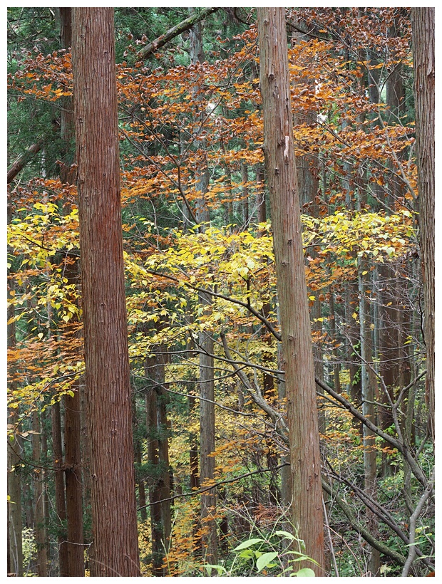 Cedar Forest