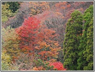 Autumnal Colours