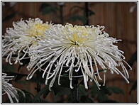 Chrysanthemum Flower Exhibition