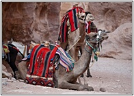 Camel Taxis