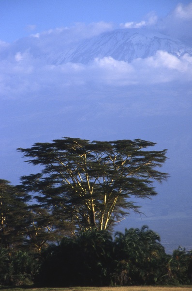 Acacia Tree at Amboseli
