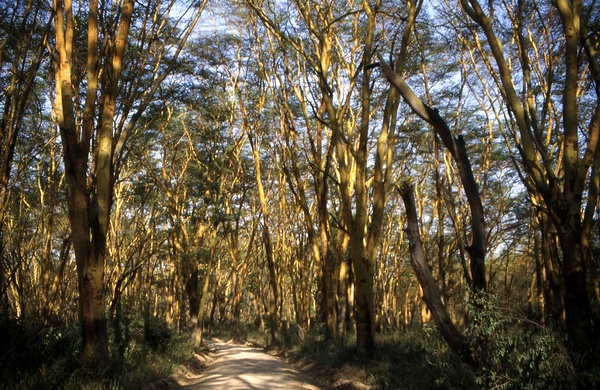 Yellow Acacia Tree