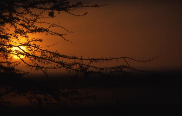 Amboseli Sunset