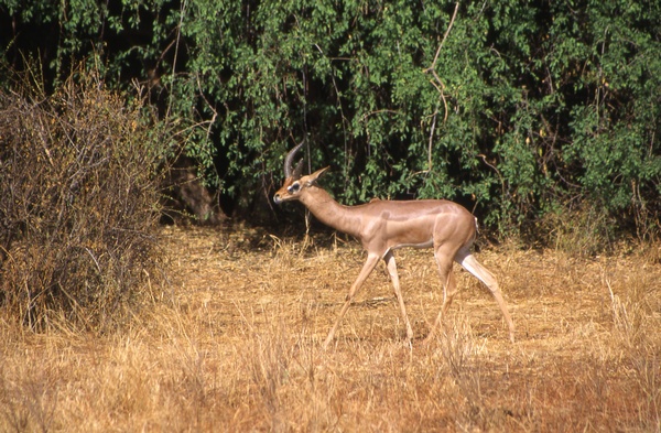 Gerenuk