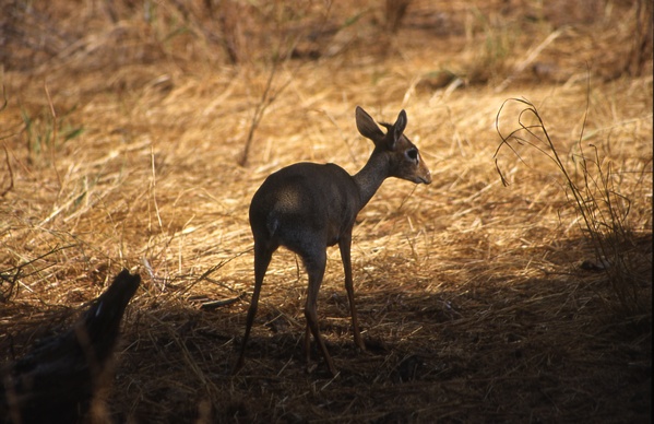 Dik-Dik