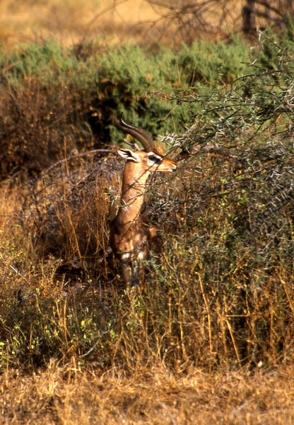 Gerenuk