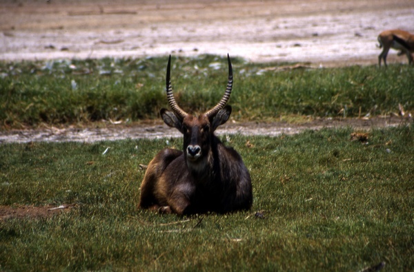 Waterbuck