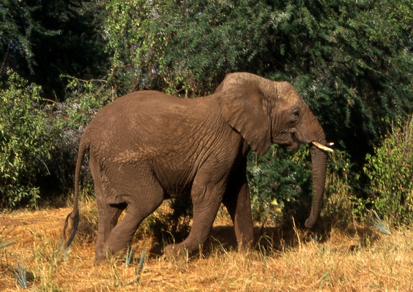 Male Elephant