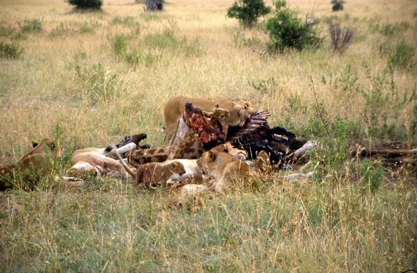 Lions Eating