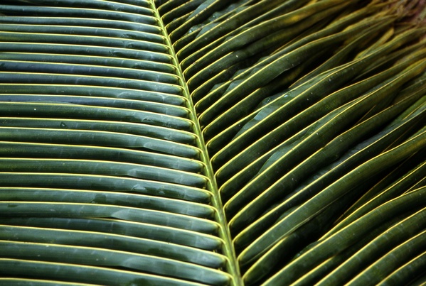 Palm Leave