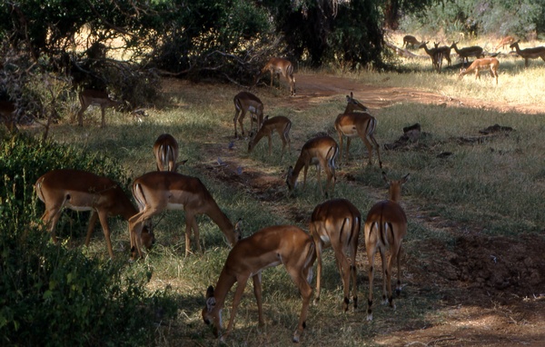 Female Impala