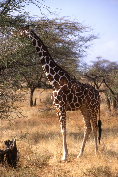 Reticulated Giraffe