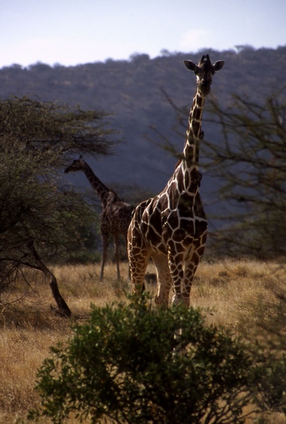 Reticulated Giraffe