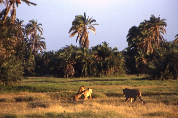 Lions