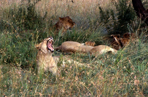 Lioness yawing