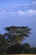 Acacia Tree at Amboseli