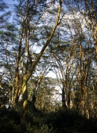 Yellow Acacia Trees
