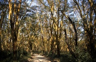 Yellow Acacia Tree