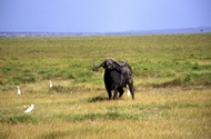 Cape Buffalo