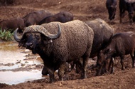 Muddy Buffalo