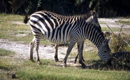 Zebras