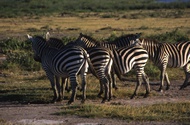 Zebras