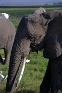 Elephant Eating