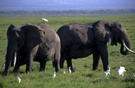 Elephants