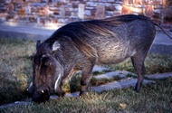 Domestic Warthog